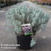 Andromeda Polifolia 'Blue Lagoon' -Garden Glory Sales ANDR BLUELAGOO S45248