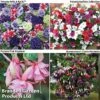 Annual Favourites Mix 2 Annual Favourites Mix -Garden Glory Sales ANNUA FAVOURITES1