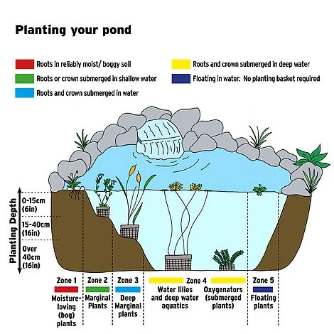 Iris Louisiana 'Black Gamecock' (Marginal Aquatic) 4 Iris Louisiana 'Black Gamecock' (Marginal Aquatic) - Image 2