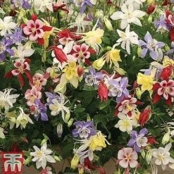 Bare Root Perennial Collection -Garden Glory Sales AQUI 10397 A1