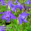 Aquilegia Alpina -Garden Glory Sales AQUI KA4654 A