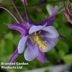 Aquilegia ‘Earlybird™ Purple Blue’ 7 Aquilegia ‘Earlybird™ Purple Blue’ -Garden Glory Sales AQUI EARLYPURP S40383