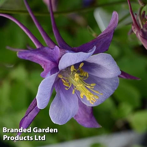 Aquilegia ‘Earlybird™ Purple Blue’ 5 Aquilegia ‘Earlybird™ Purple Blue’ - Image 3