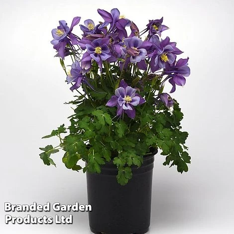 Aquilegia ‘Earlybird™ Purple Blue’ 4 Aquilegia ‘Earlybird™ Purple Blue’ - Image 2