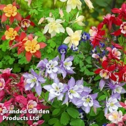 Best Value Perennial Collection -Garden Glory Sales AQUI MRSSCOELL L24363202