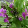 Arabis Caucasica 'Rosea' 2 Arabis Caucasica 'Rosea' -Garden Glory Sales ARAB 63868 A