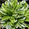 Arabis Ferdinandi-coburgi 'Old Gold' -Garden Glory Sales ARAB 63872 A