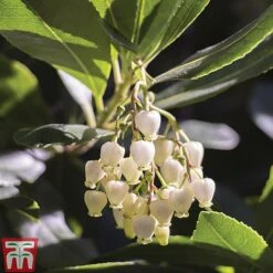 Arbutus Unedo 'Compacta' -Garden Glory Sales ARBU T13932 A1