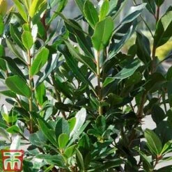 Arbutus Unedo 'Compacta' -Garden Glory Sales ARBU T13932 C1