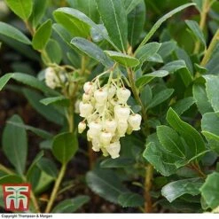 Arbutus Unedo 'Compacta' -Garden Glory Sales ARBU T28587 A1