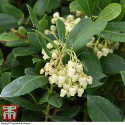 Arbutus Unedo 'Compacta' -Garden Glory Sales ARBU T28589 A1