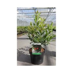 Arbutus Unedo 'Compacta' -Garden Glory Sales ARBU T66053 A h