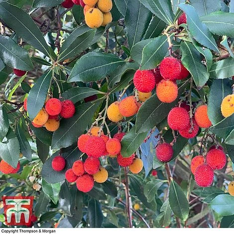 Arbutus Unedo F. Rubra 4 Arbutus Unedo F. Rubra - Image 2