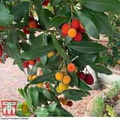 Arbutus Unedo F. Rubra 7 Arbutus Unedo F. Rubra -Garden Glory Sales ARBU T66053 C1
