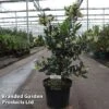 Arbutus Unedo 'Atlantic' -Garden Glory Sales ARBU ATLANTIC S45251