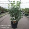 Arbutus Unedo 'Roselily' 2 Arbutus Unedo 'Roselily' -Garden Glory Sales ARBU ROSELILY S45252
