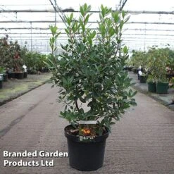 Arbutus Unedo 'Roselily'