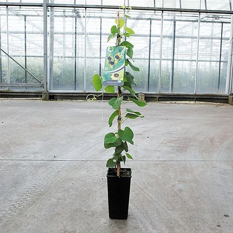 Aristolochia Durior 3 Aristolochia Durior - Image 2