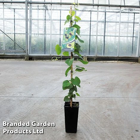 Aristolochia Durior 2 Aristolochia Durior