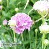 Armeria 'Ballerina Lilac' -Garden Glory Sales ARME KA4697 A