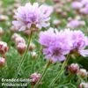Armeria Caespitosa 1 Armeria Caespitosa -Garden Glory Sales ARME KC9074 A