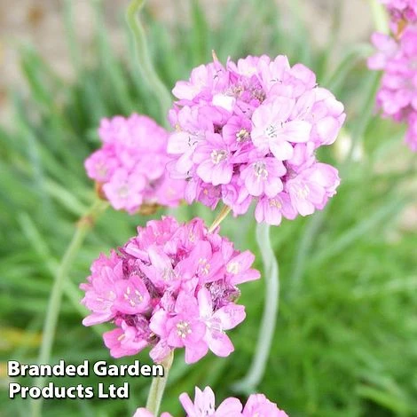 Armeria Maritima 'Splendens' 3 Armeria Maritima 'Splendens'