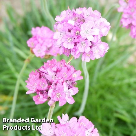 Armeria Maritima 3 Armeria Maritima