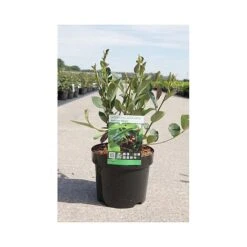 Aronia X Prunifolia 'Autumn Magic' -Garden Glory Sales ARON T66054 A h