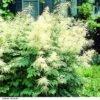 Aruncus Dioicus -Garden Glory Sales ARUN DIOICUS H63837