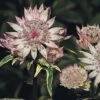 Astrantia Major 1 Astrantia Major -Garden Glory Sales AST7900 A h