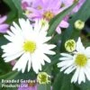 Aster Novi-belgii 'Benary's Composition' -Garden Glory Sales ASTE BENARYS1
