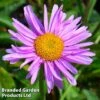 Aster Alpinus 'Happy End' -Garden Glory Sales ASTE HAPPYEND1
