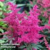 Astilbe 'Astary Rose' -Garden Glory Sales ASTI KC9150 A