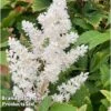 Astilbe 'Astary White' 1 Astilbe 'Astary White' -Garden Glory Sales ASTI KC9151 A