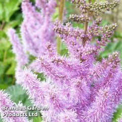 Nurserymans Choice Astilbe -Garden Glory Sales ASTI CHINENSIS S034342