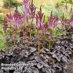 Nurserymans Choice Astilbe -Garden Glory Sales ASTI DARKSIDEM H417181