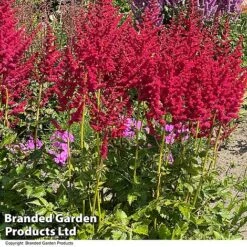 Nurserymans Choice Astilbe -Garden Glory Sales ASTI HOTPEARLS S28379