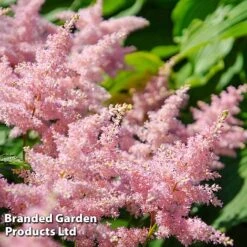 Nurserymans Choice Astilbe -Garden Glory Sales ASTI LOOKATME L06779
