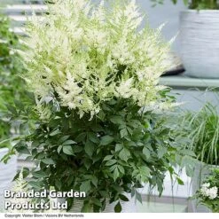 Nurserymans Choice Astilbe -Garden Glory Sales ASTI MOJITO S25072