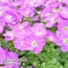 Aubretia Gracilis 'Kitte Blue' -Garden Glory Sales AUBR 63892 A