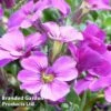 Aubretia Gracilis 'Kitte Rose Red' -Garden Glory Sales AUBR 63894 A