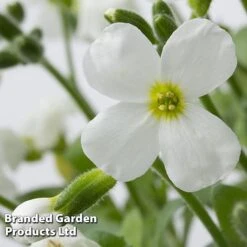 Aubretia Gracilis 'Kitte White'