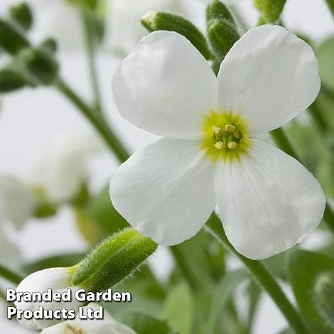 Aubretia Gracilis 'Kitte White' 3 Aubretia Gracilis 'Kitte White'