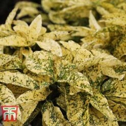 Aucuba Japonica 'Crotonifolia' -Garden Glory Sales AUCU T66058 B