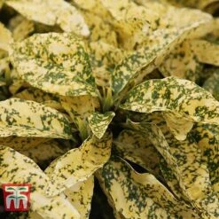 Aucuba Japonica 'Crotonifolia' -Garden Glory Sales AUCU T66058 C