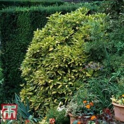 Aucuba Japonica 'Crotonifolia' -Garden Glory Sales AUCU T66058 E