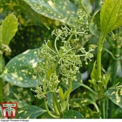 Aucuba Japonica 'Crotonifolia' -Garden Glory Sales AUCU T66058 F1