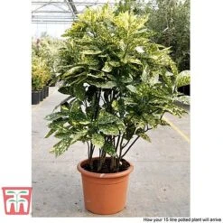 Aucuba Japonica 'Crotonifolia' -Garden Glory Sales AUCU T66058 R