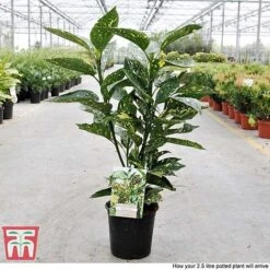 Aucuba Japonica 'Crotonifolia' -Garden Glory Sales AUCU T66058 S