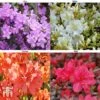 Azalea 'Dwarf Collection' -Garden Glory Sales AZAL 51902 A2